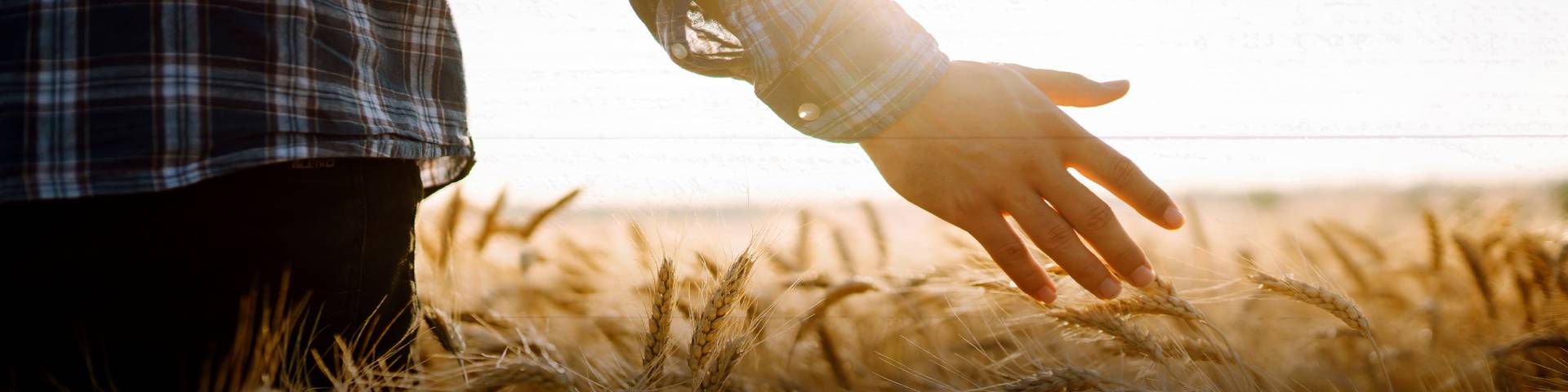 Hero-Farmer-Walking-Wheat-Field